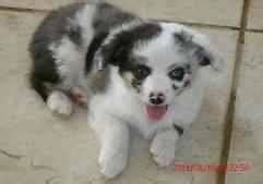 They will sport a short to medium length coat which can be seen in a variety of colors. . Cotralian puppies for sale
